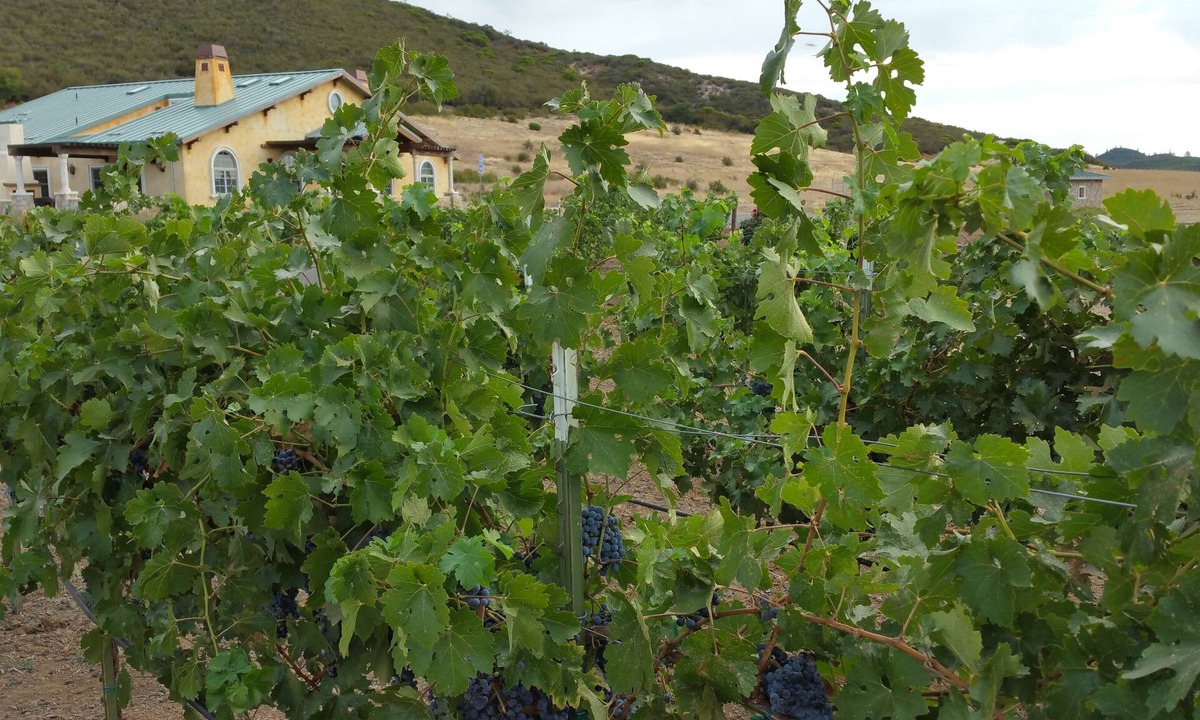 Lower Lake Villa | Beautiful Wine Ranch Vineyard Setting
