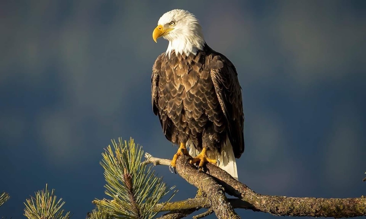 Barryton RV Rental | Russell's Roost Camping , Boating, Fishing ON Martiny Chain of Lakes.