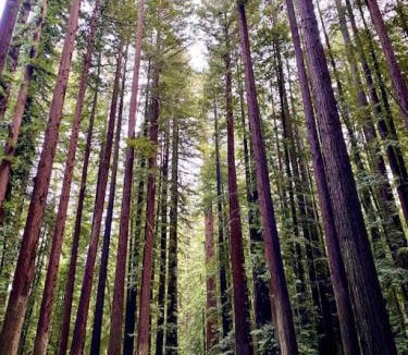 Myers Flat House | Avenue of the Giants Caraway Cottage (#3)