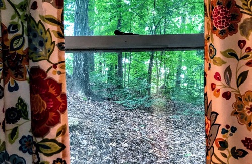Athens Cottage | Cottage On Beech Haven In The Woods- 2.8 miles from UGA Campus