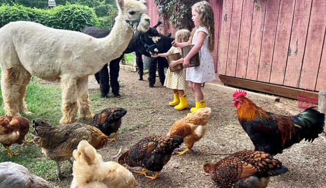 Alpaca Farm, Japanese Garden, Family Friendly 3-bedroom bed & breakfast