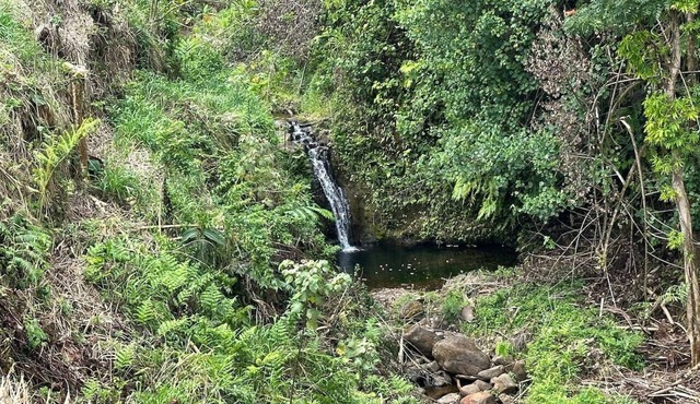 Magic Skies Top Floor Waterfall Botanical Room