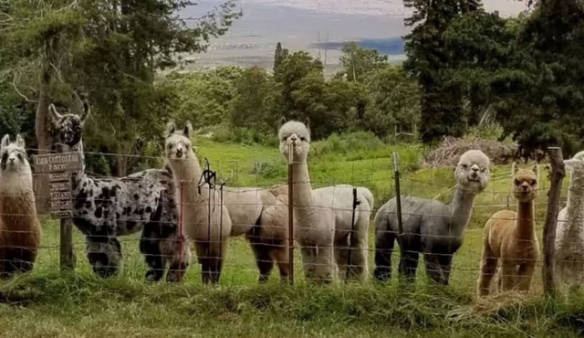 Upcountry Alpaca, Llama and Rabbit working farm
