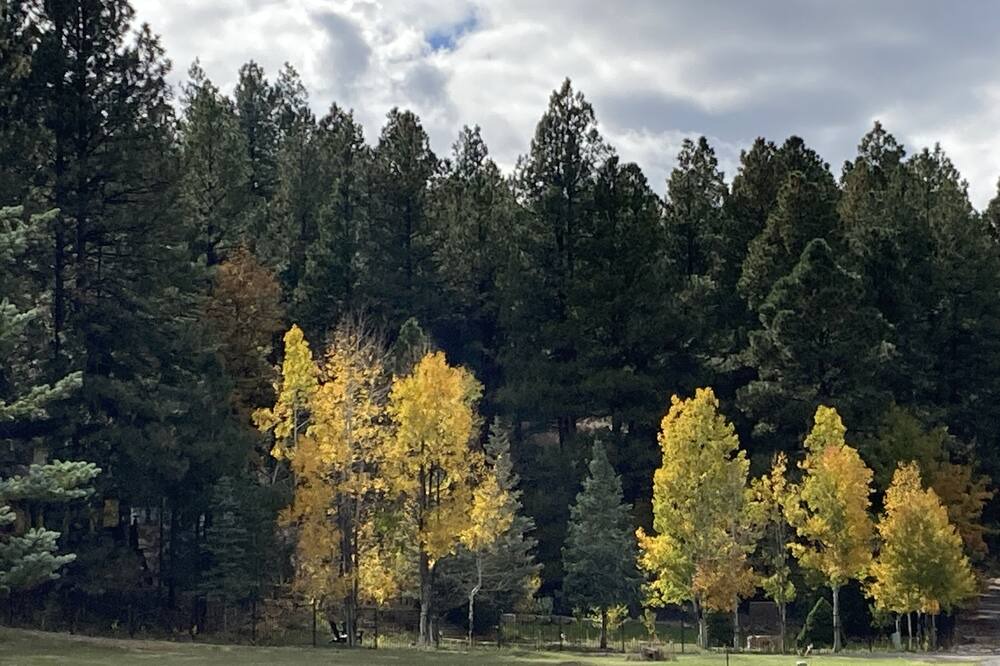 Photo of Others in Munds Park