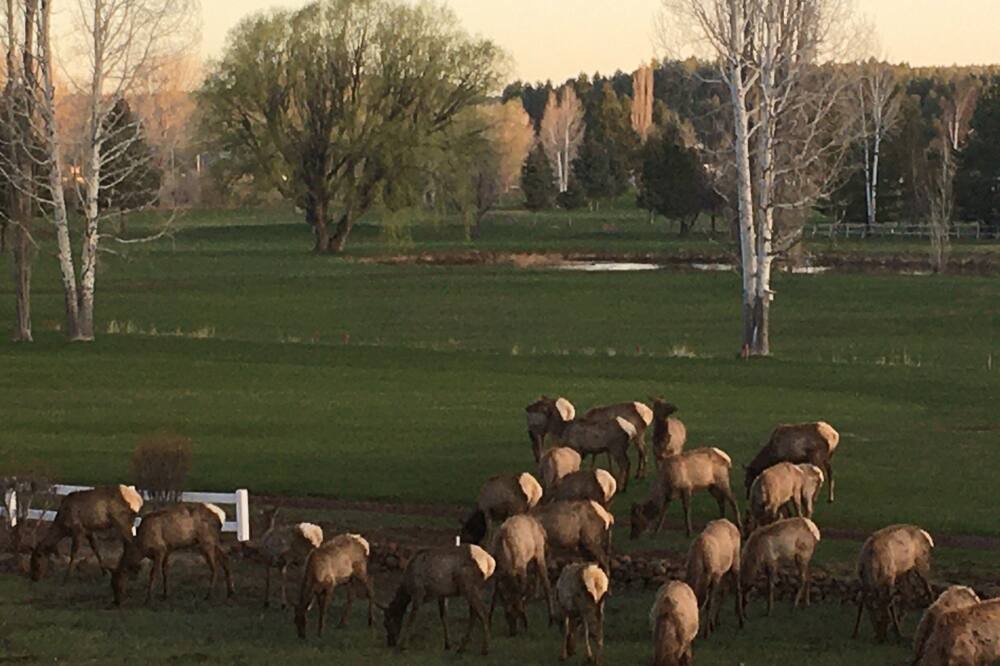 Photo of Others in Munds Park