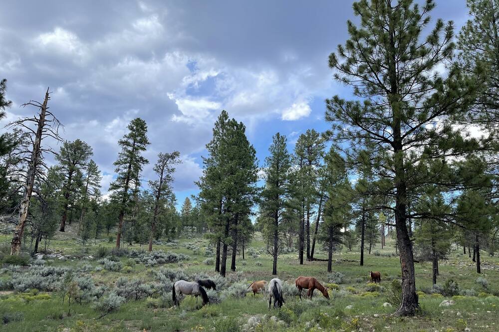 Photo of Outdoor in Tusayan