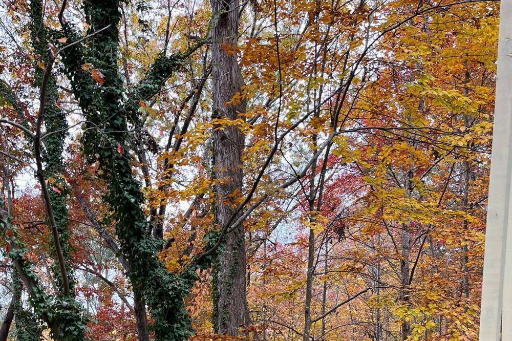 Photo of Outdoor in North Raleigh