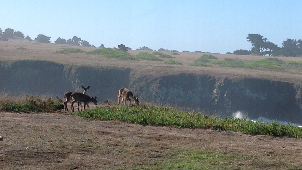 Photo of Others in Mendocino