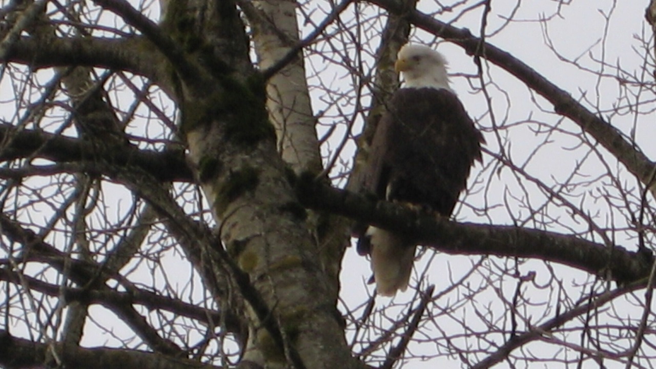 Photo of Others in Agassiz