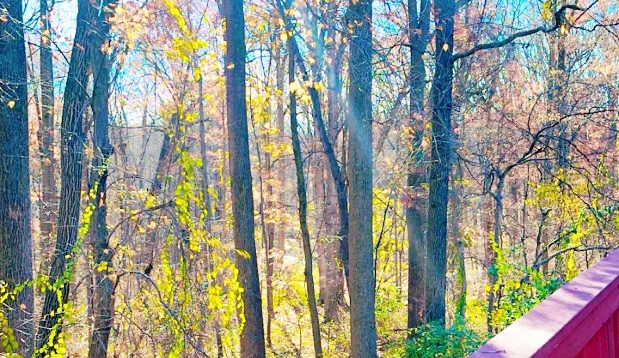 Photo of Outdoor in Colesville