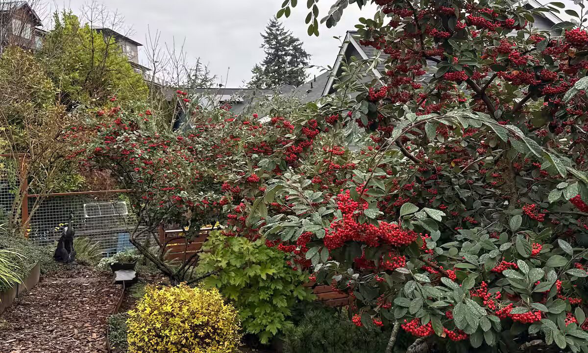 Photo of Outdoor in Inglewood-Finn Hill