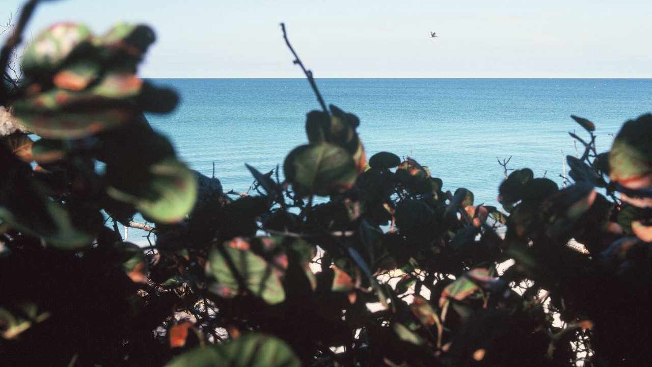 Photo of Others in Golden Beach